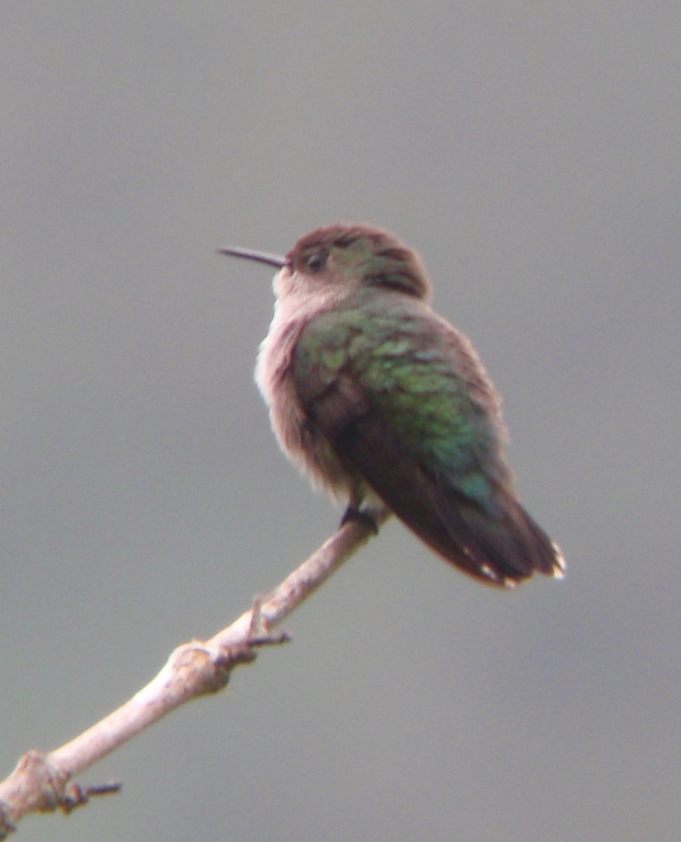 Vervain Hummingbird - Joshua Stone