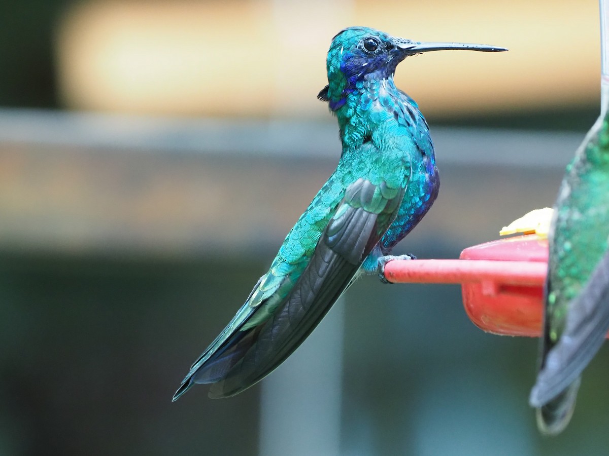 Colibrí Rutilante - ML508576201