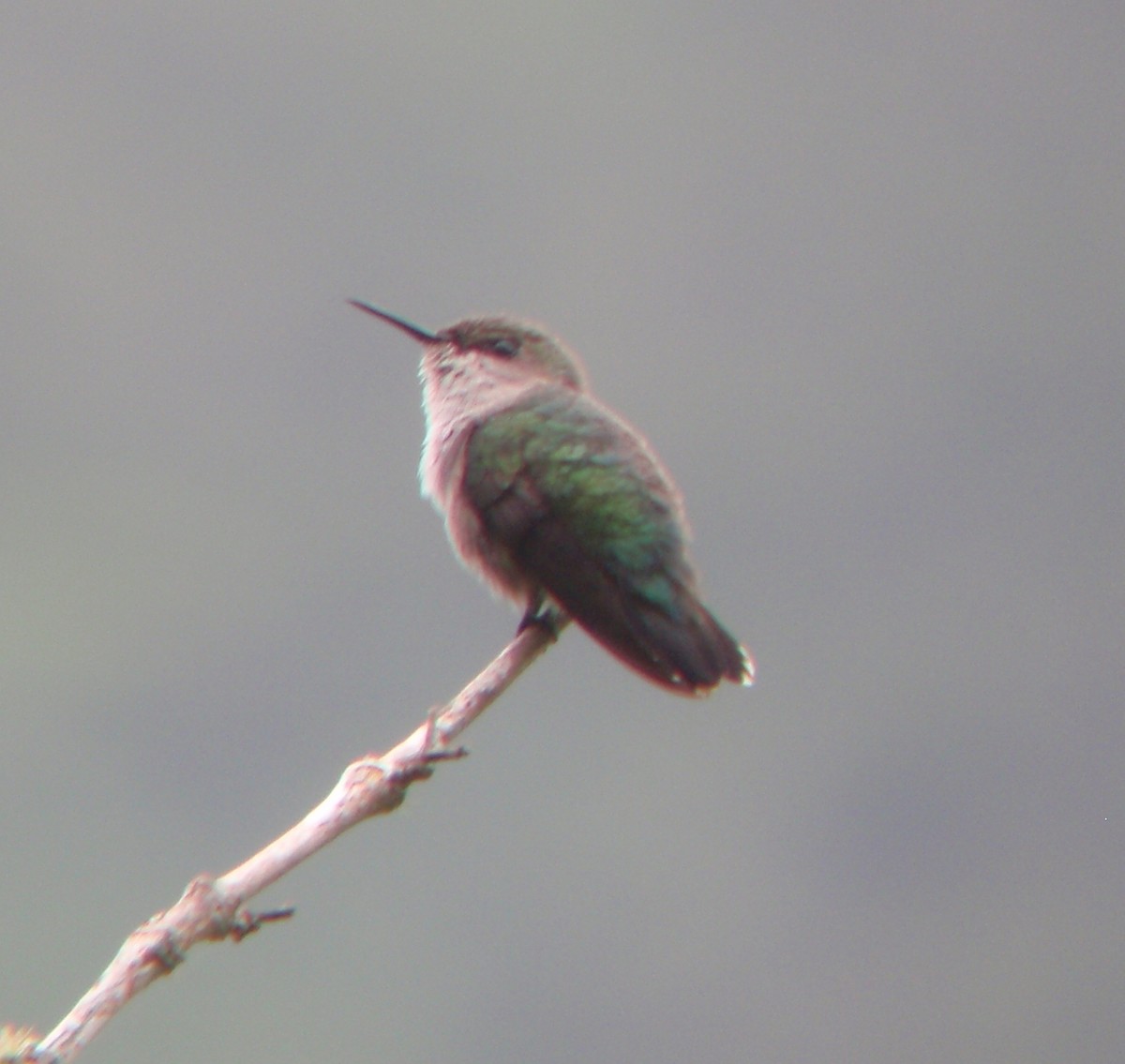 Vervain Hummingbird - ML50857621