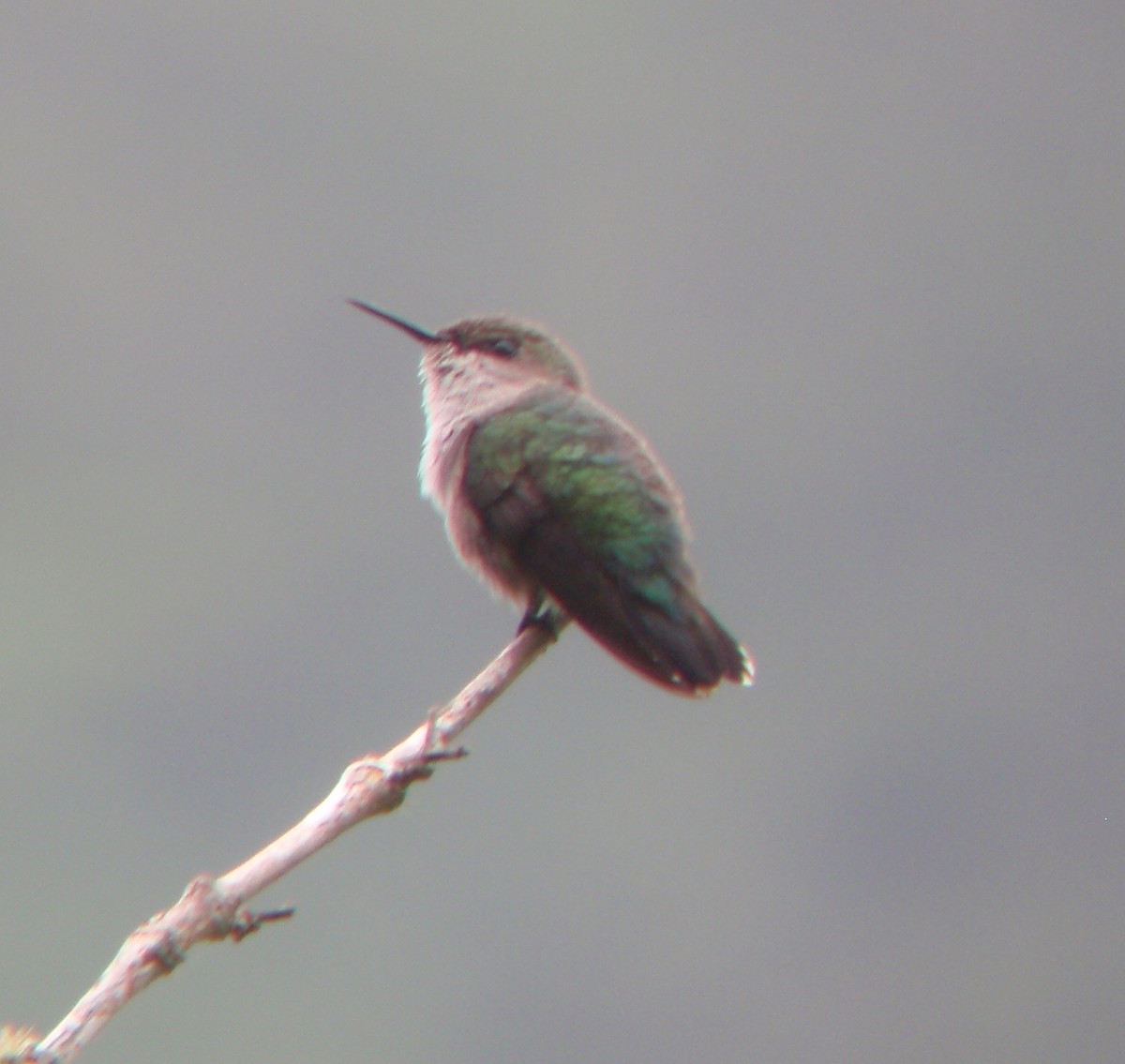 Colibrí Zumbadorcito - ML50857621