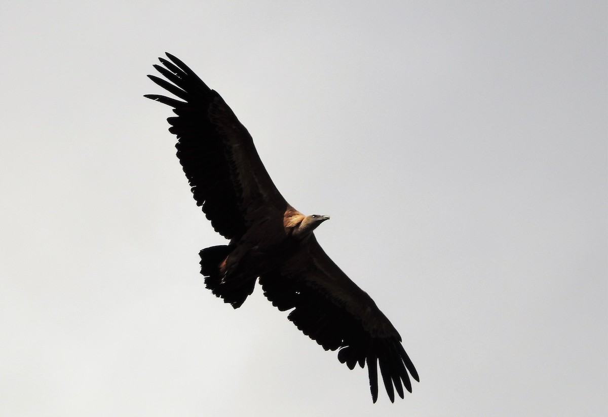 Eurasian Griffon - ML508576571