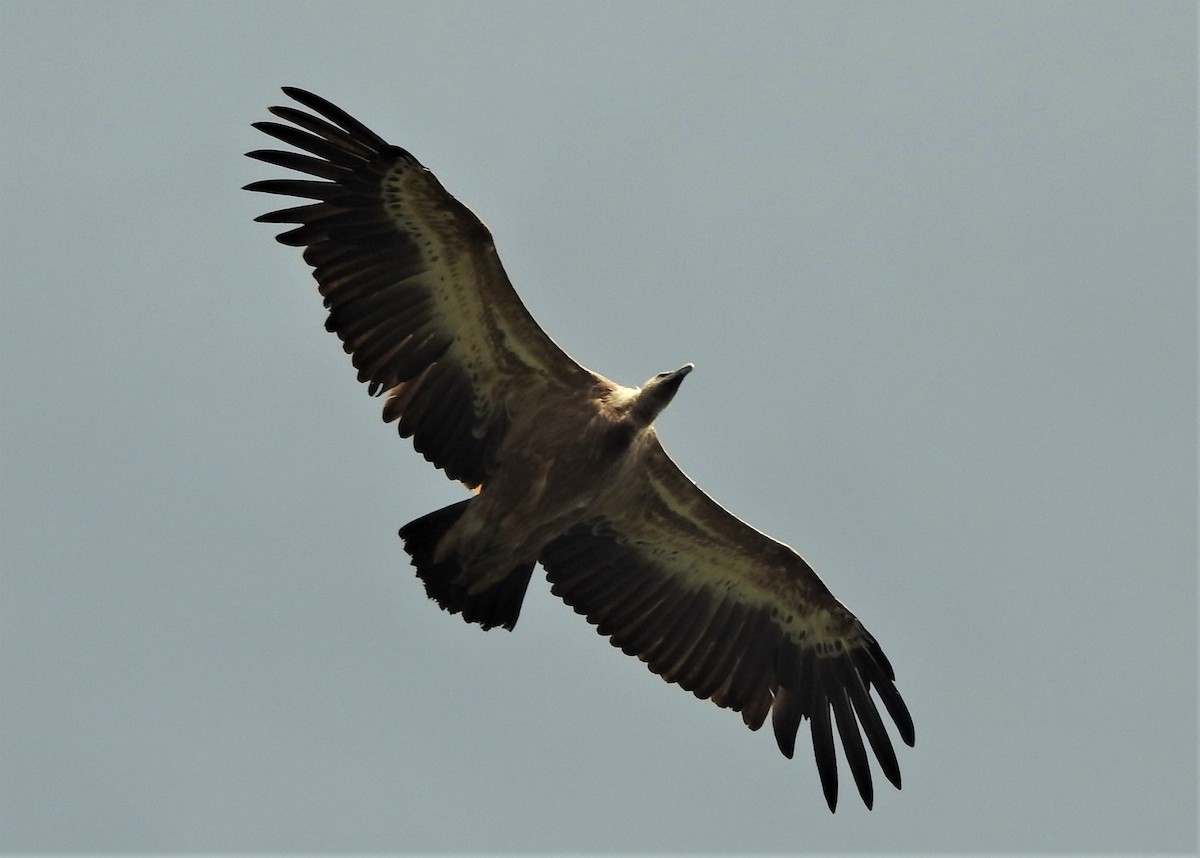 Eurasian Griffon - ML508576581