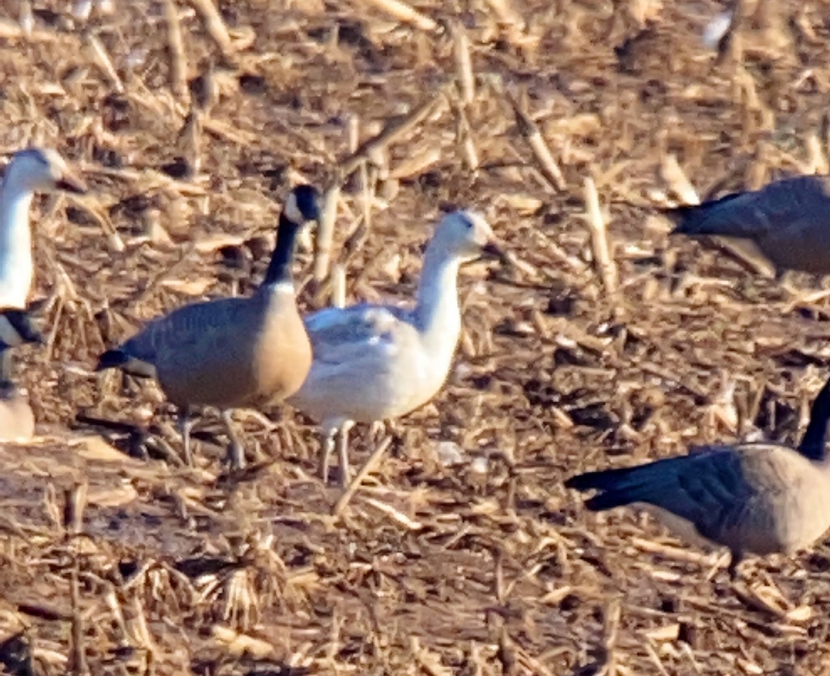 Snow Goose - ML508578281