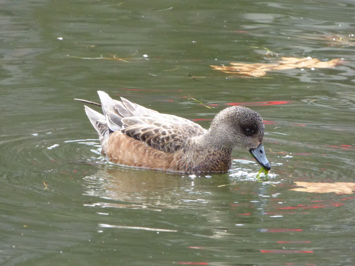 American Wigeon - ML50858041