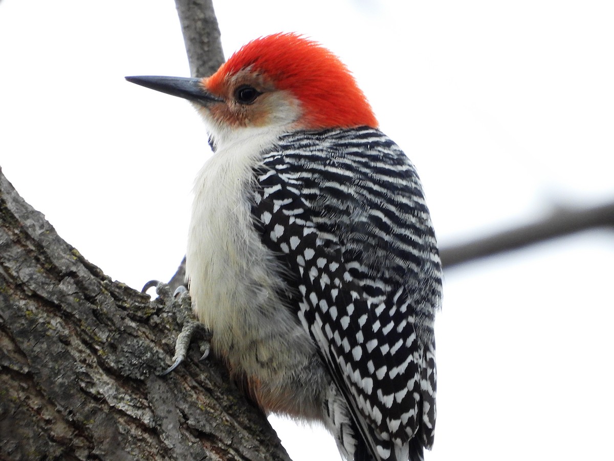 Red-bellied Woodpecker - ML508580601