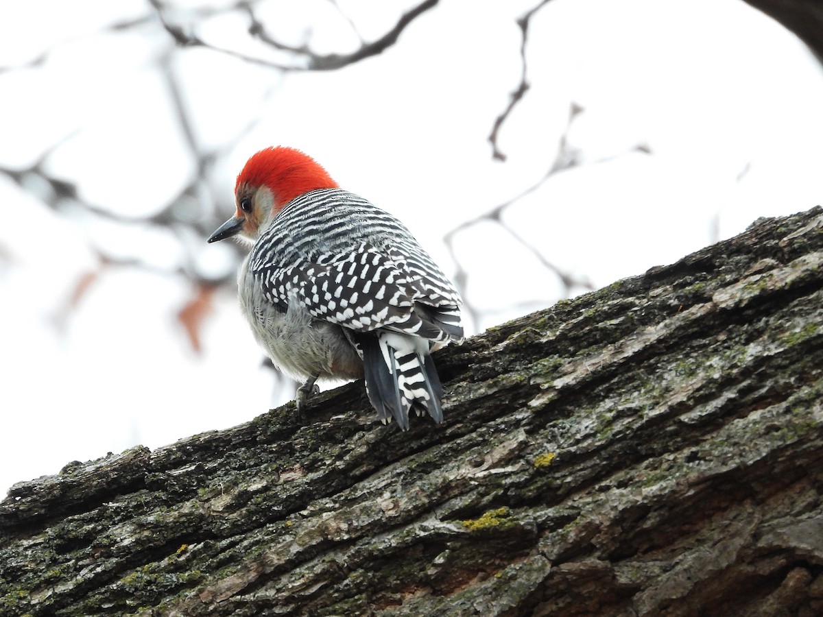 Red-bellied Woodpecker - ML508580681