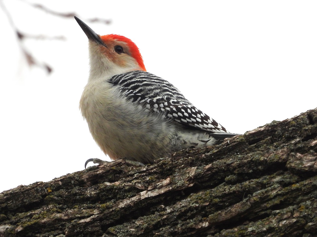 Red-bellied Woodpecker - ML508580751