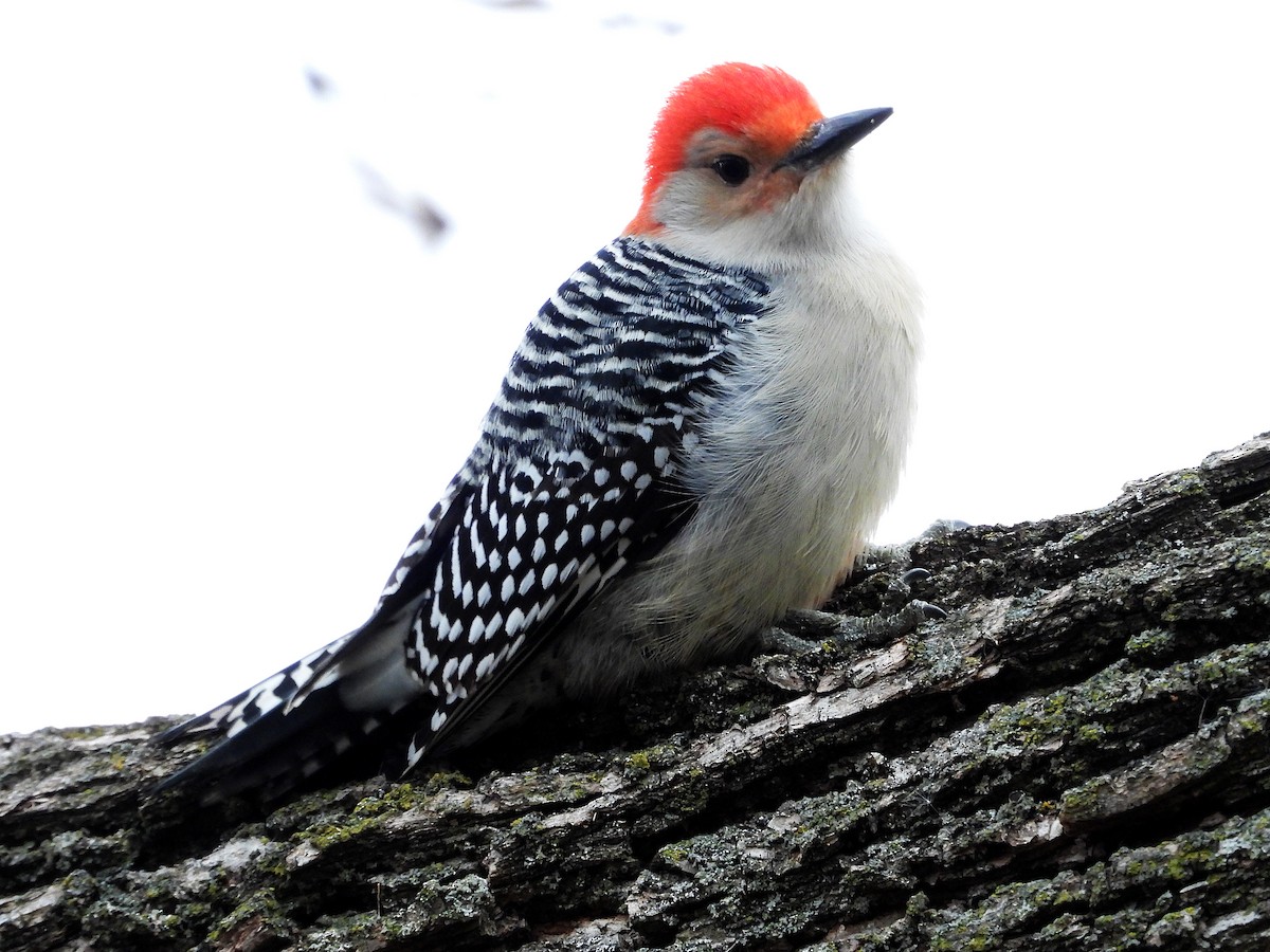 Red-bellied Woodpecker - ML508580801