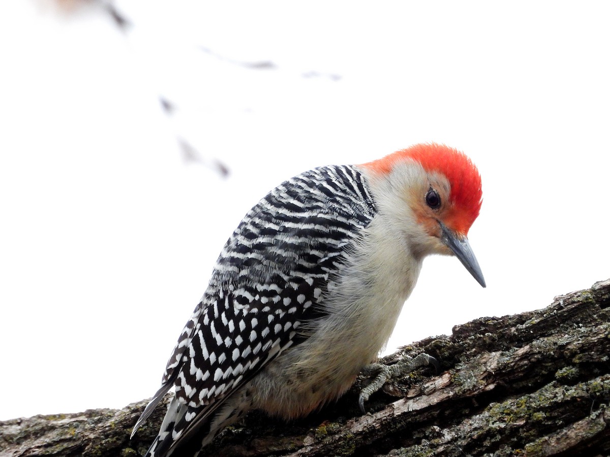 Red-bellied Woodpecker - ML508580811