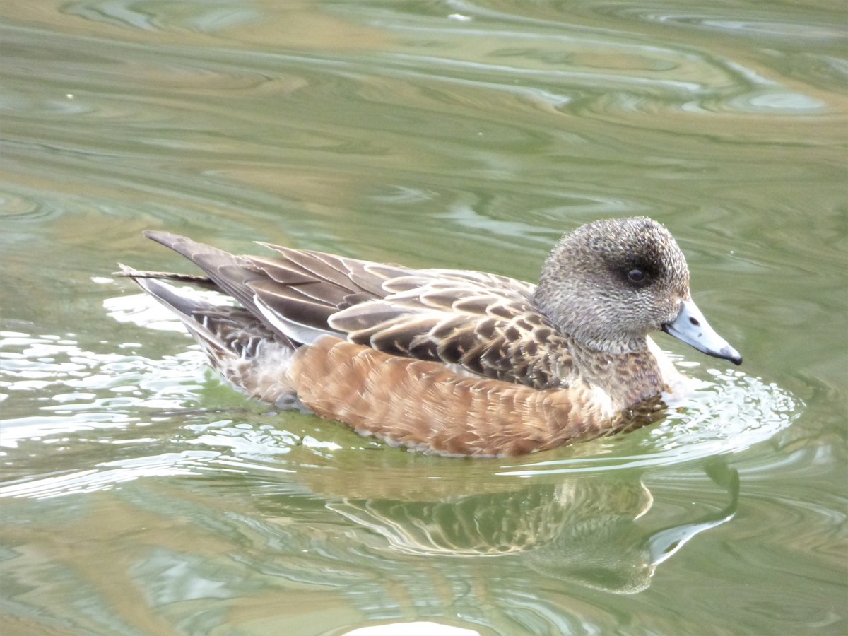 American Wigeon - ML50858141