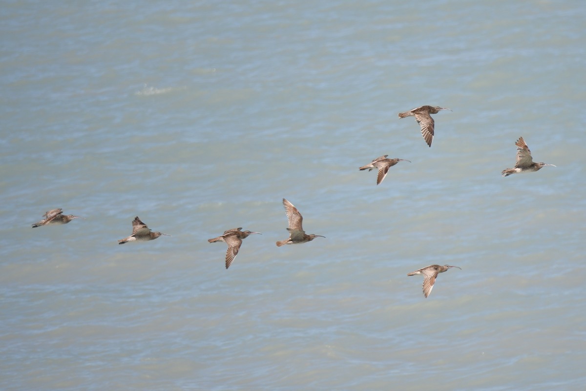 Whimbrel - Alfred & Hidi Lau