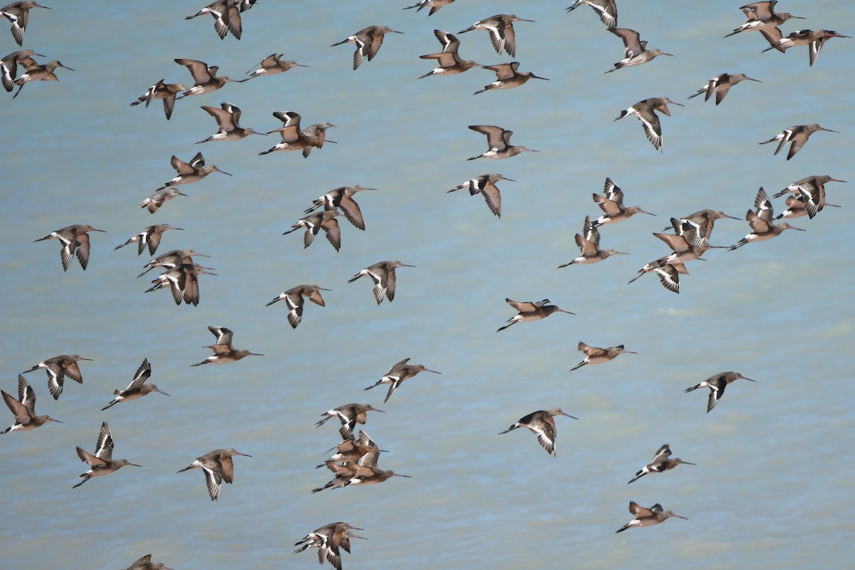 Black-tailed Godwit - ML508581631