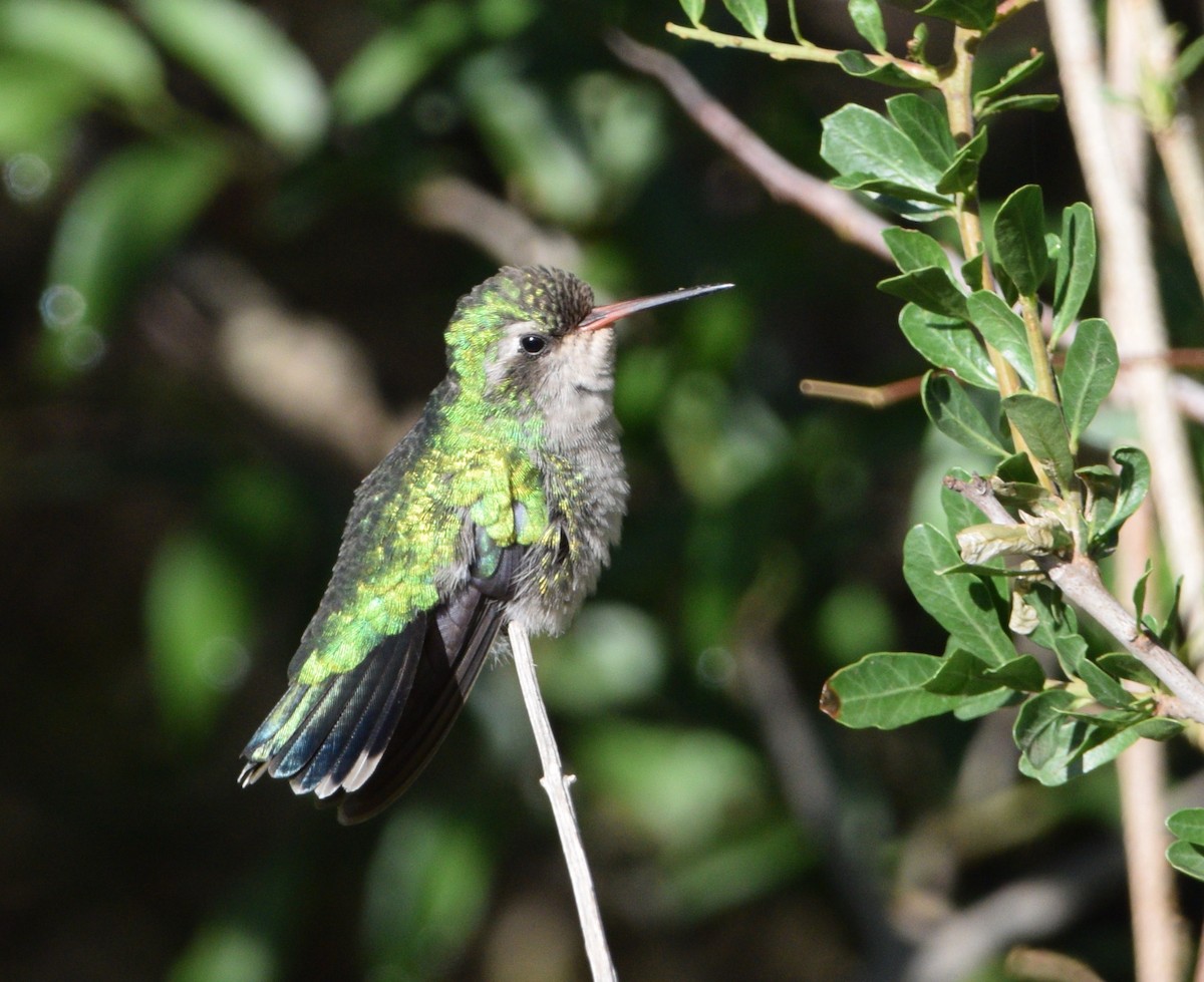 Glittering-bellied Emerald - ML508581721