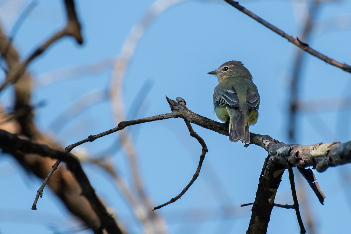 Greenish Elaenia - Rodrigo M