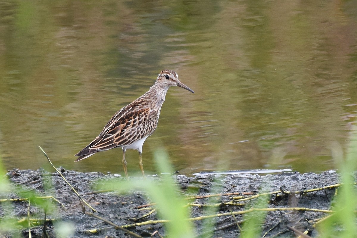 Bécasseau à poitrine cendrée - ML508582611