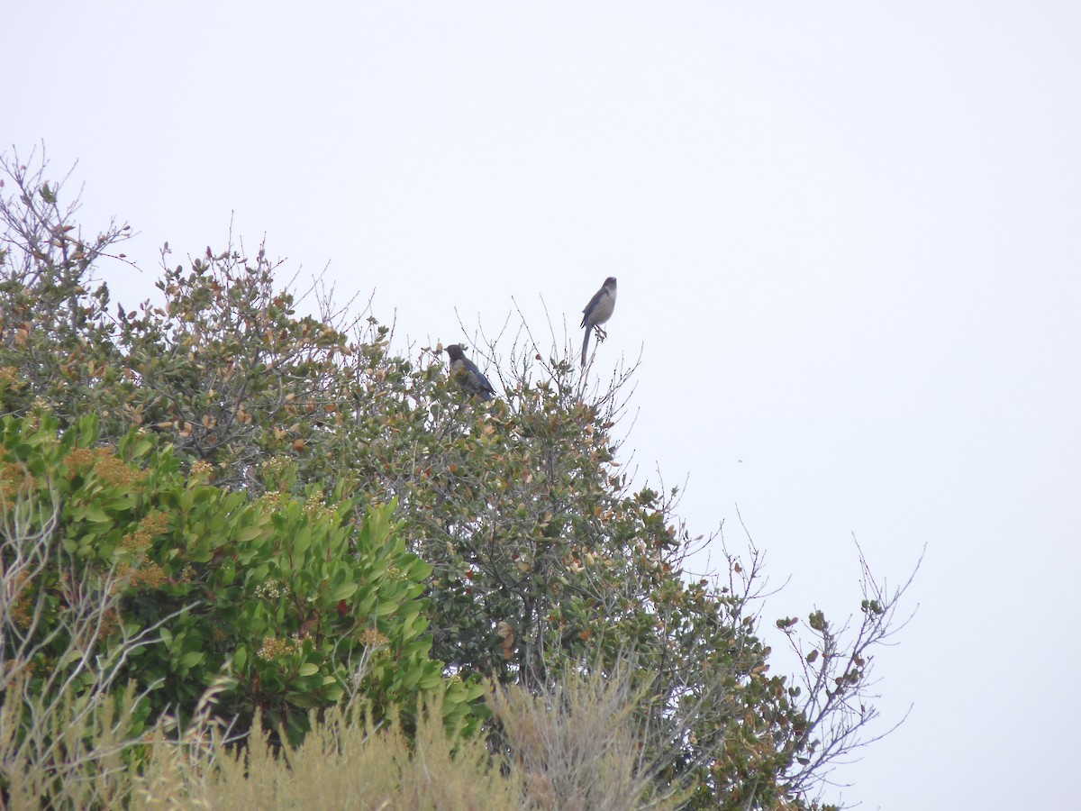 Island Scrub-Jay - marc  breuninger