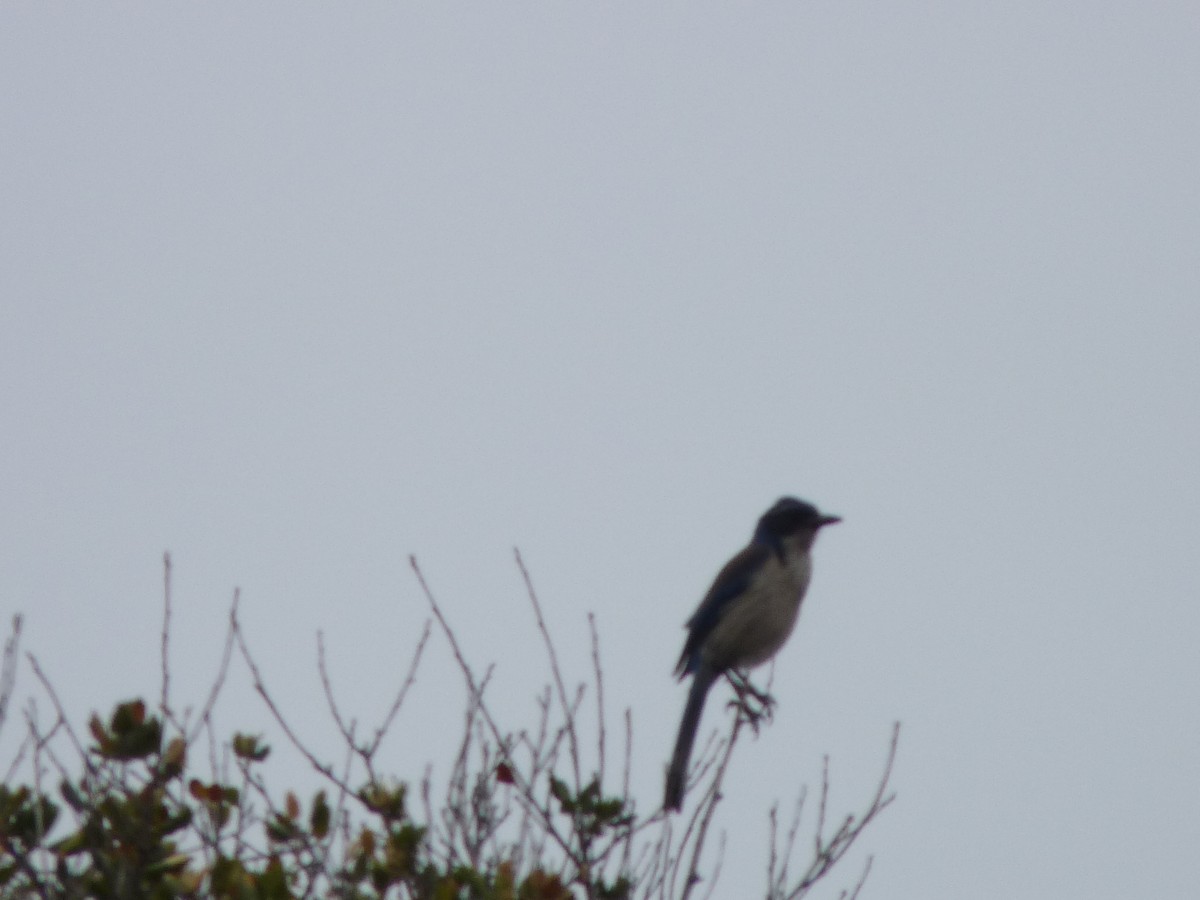 Island Scrub-Jay - ML508583361