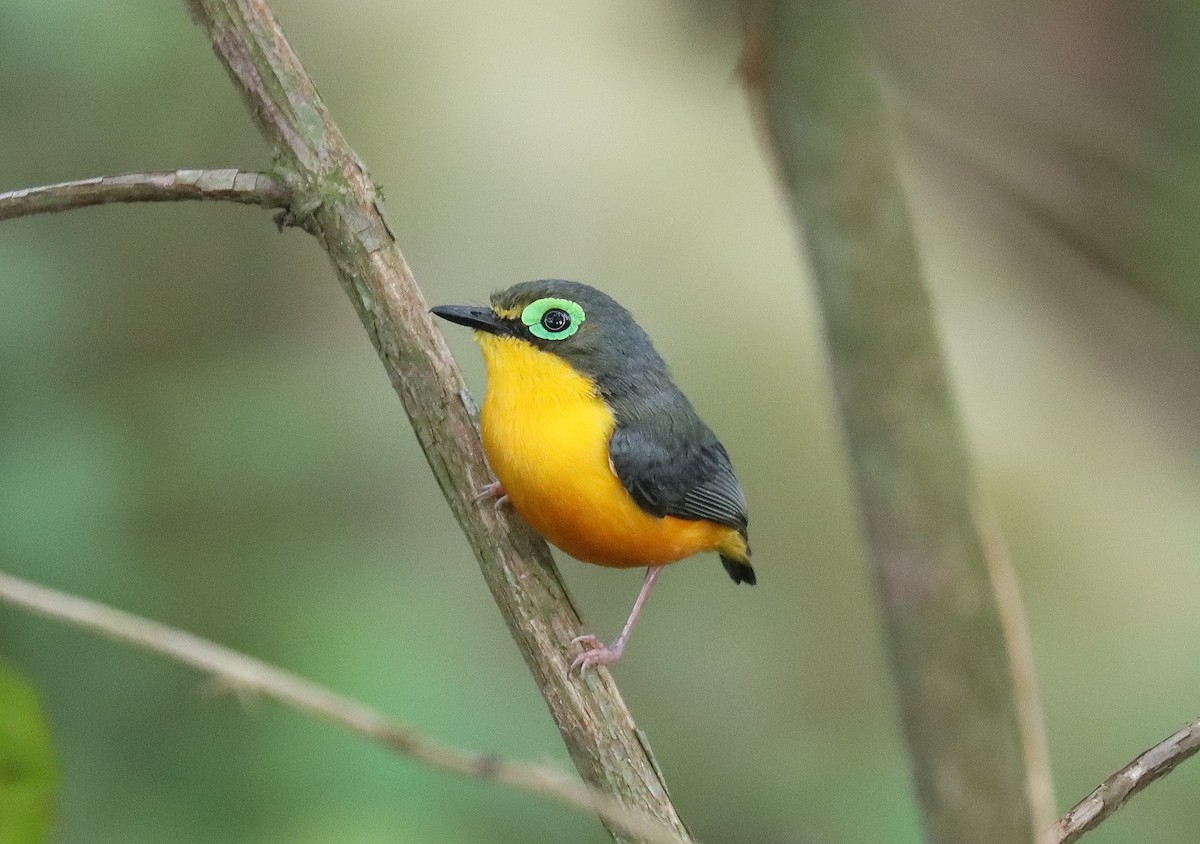 Yellow-bellied Wattle-eye (Angola) - ML508584821