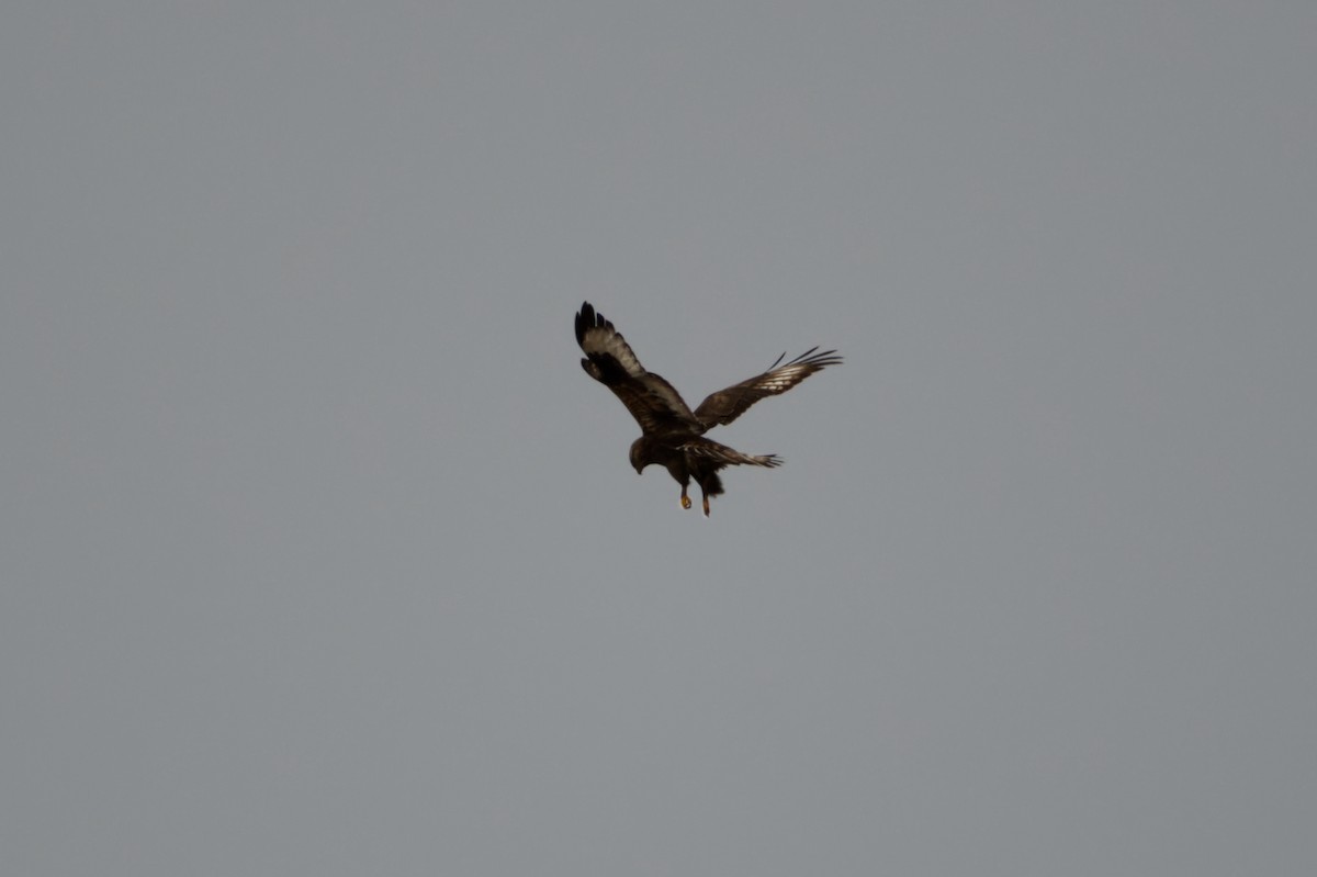 Rough-legged Hawk - ML508585721