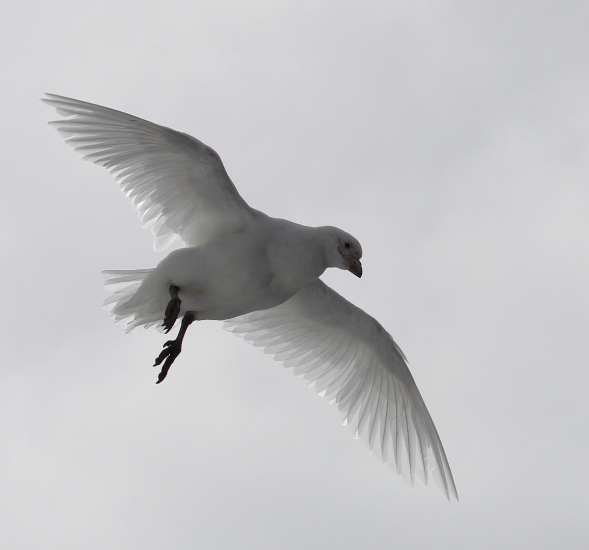 Snowy Sheathbill - Ashley Olah