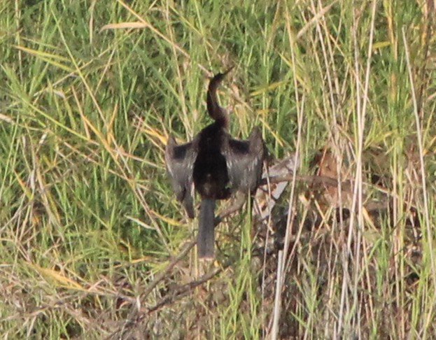 Anhinga Americana - ML508587321