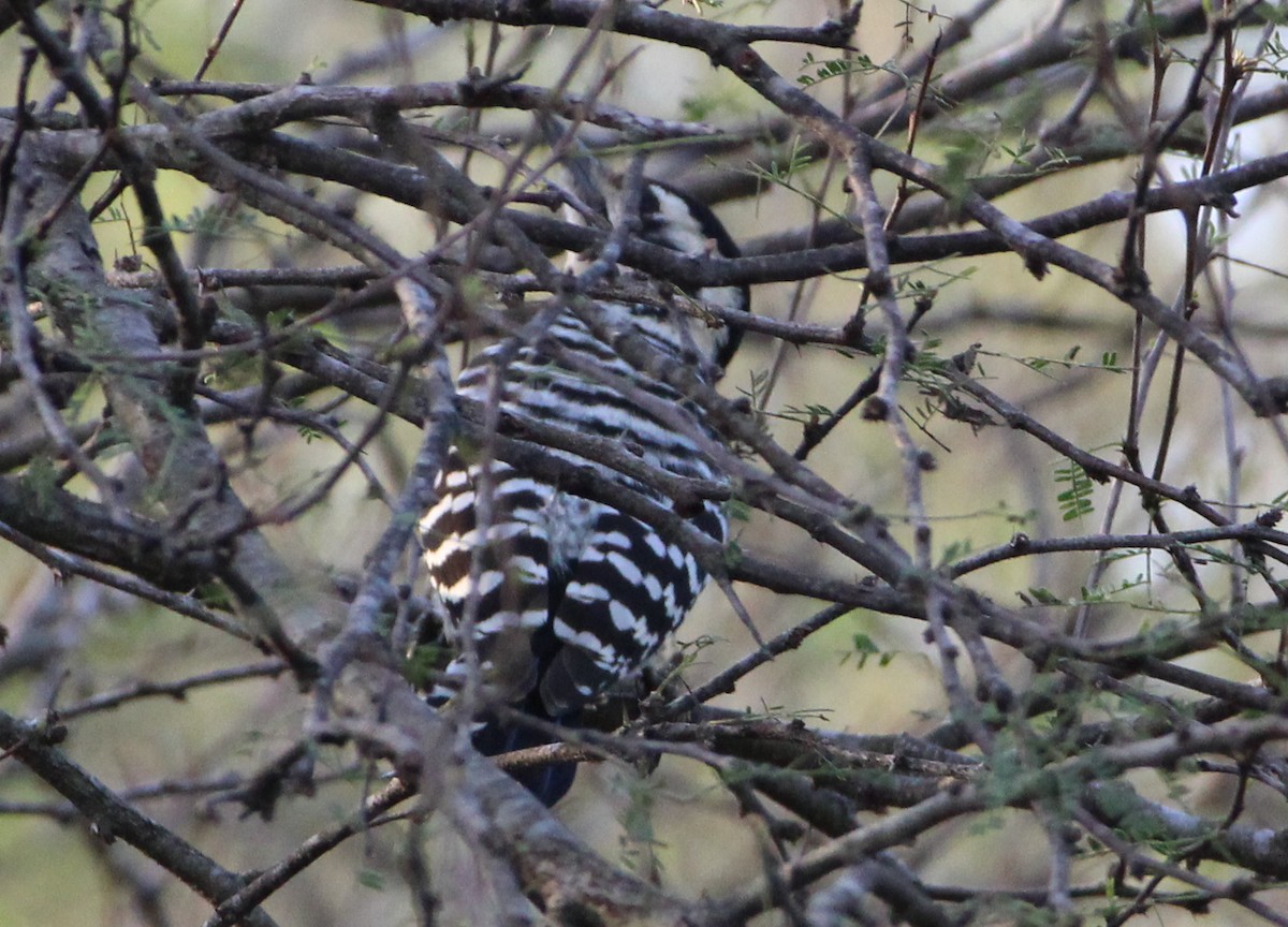 Ladder-backed Woodpecker - ML508587671