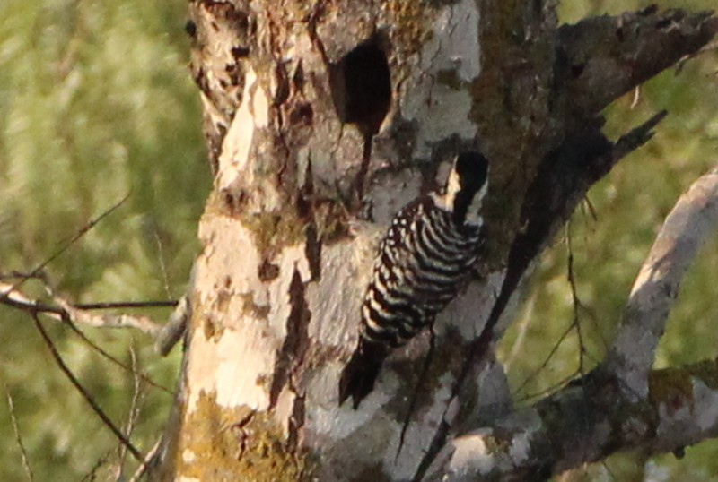 Ladder-backed Woodpecker - ML508587681