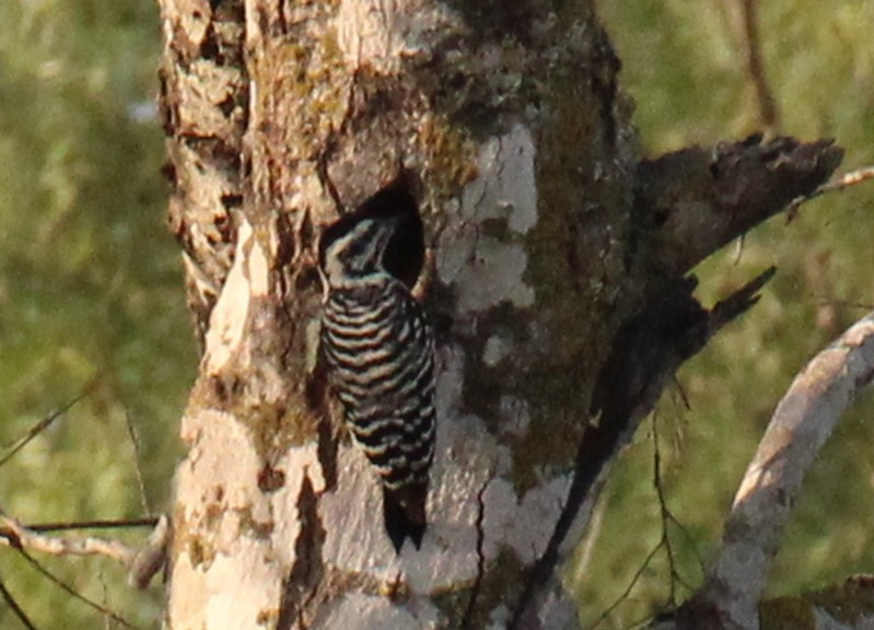 Ladder-backed Woodpecker - ML508587691