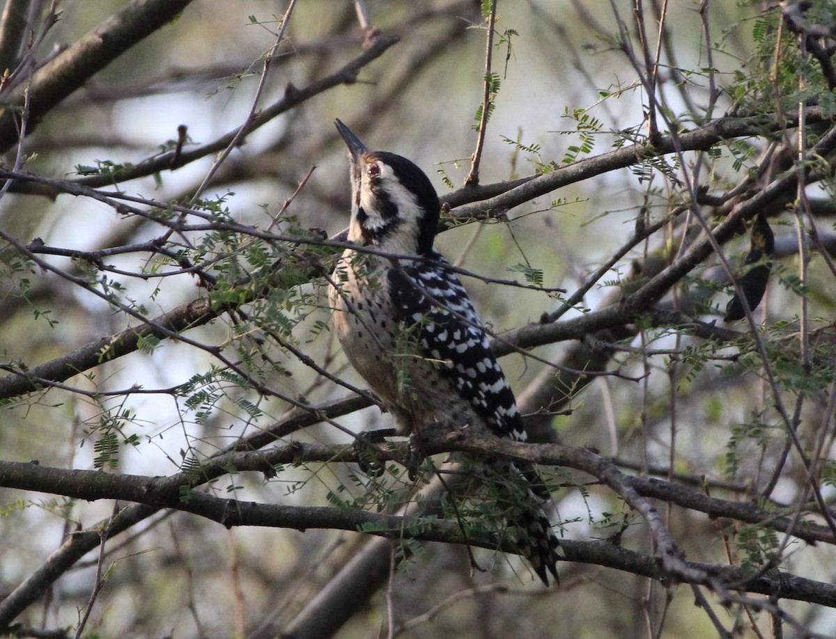 Ladder-backed Woodpecker - ML508587701