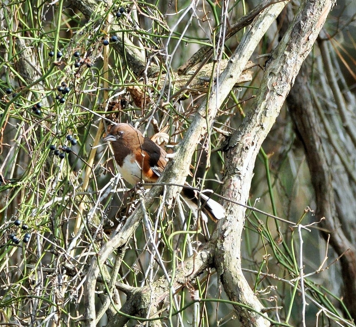 Eastern Towhee (Red-eyed) - kye jenkins