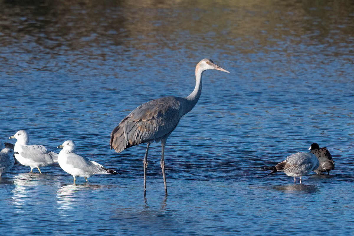 Sandhill Crane - ML508589371