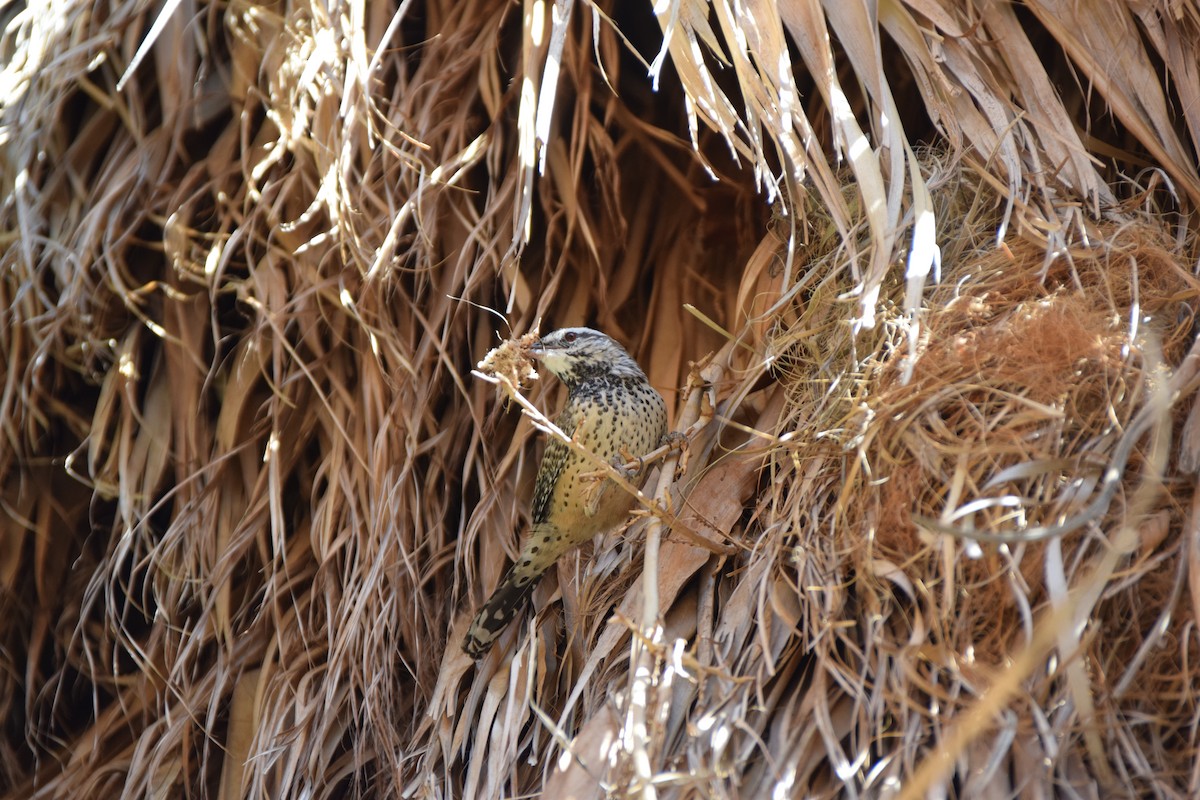 Cactus Wren - ML508590341