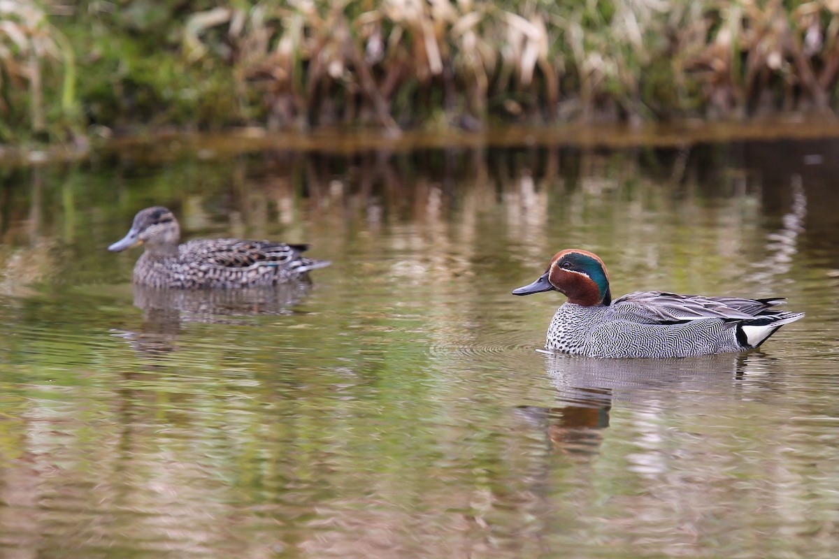 Green-winged Teal - ML508590601