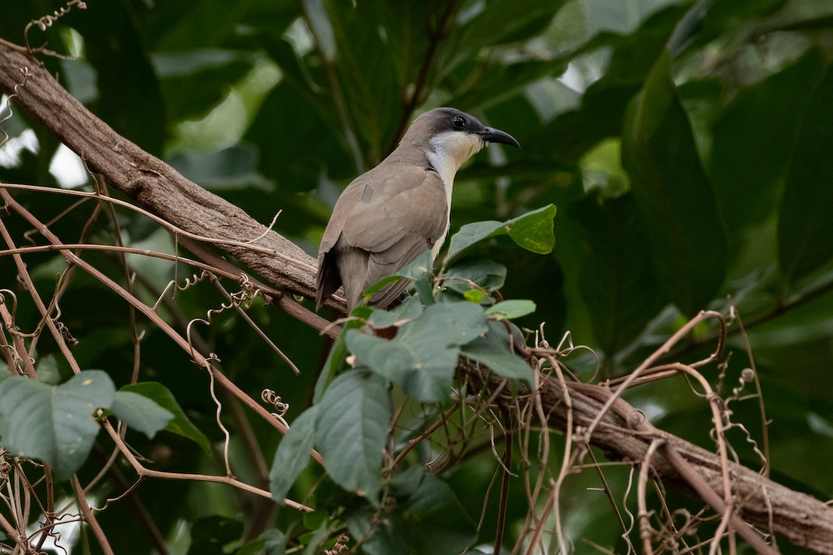 Dark-billed Cuckoo - ML508591231