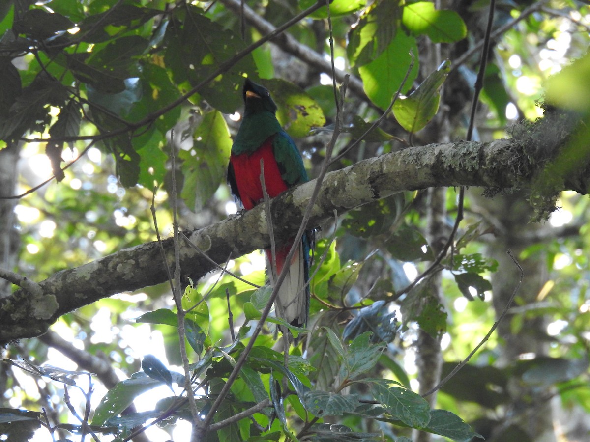 Crested Quetzal - ML508591721