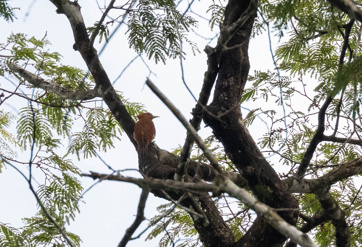 Waved Woodpecker (Waved) - ML508591741