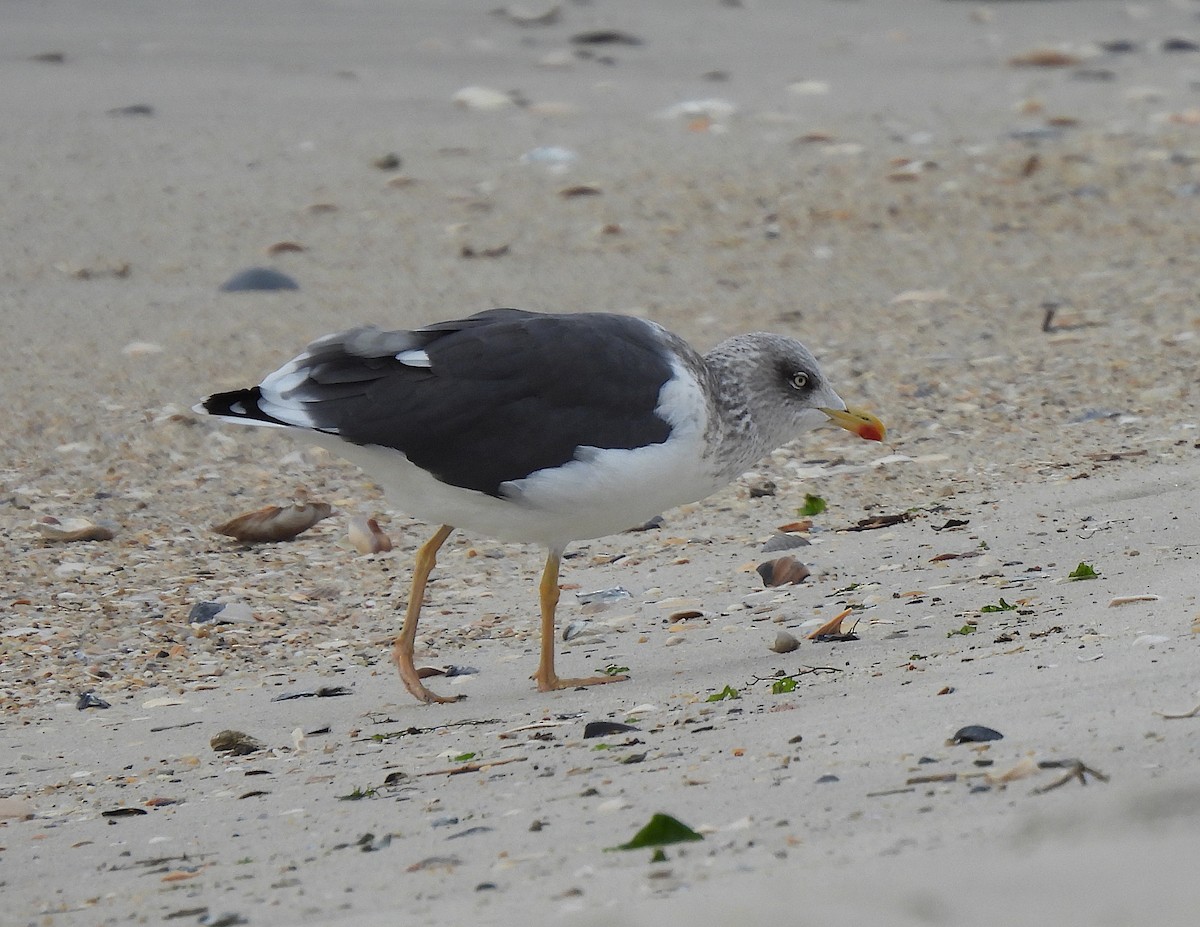 Lesser Black-backed Gull - ML508592151