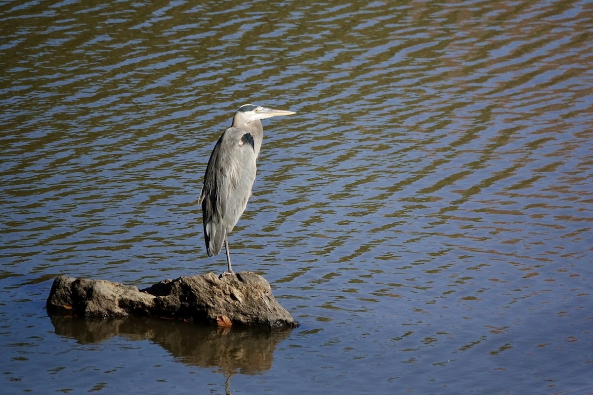 Great Blue Heron - ML508592211