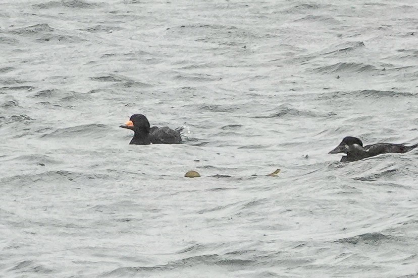 Black Scoter - ML508593841