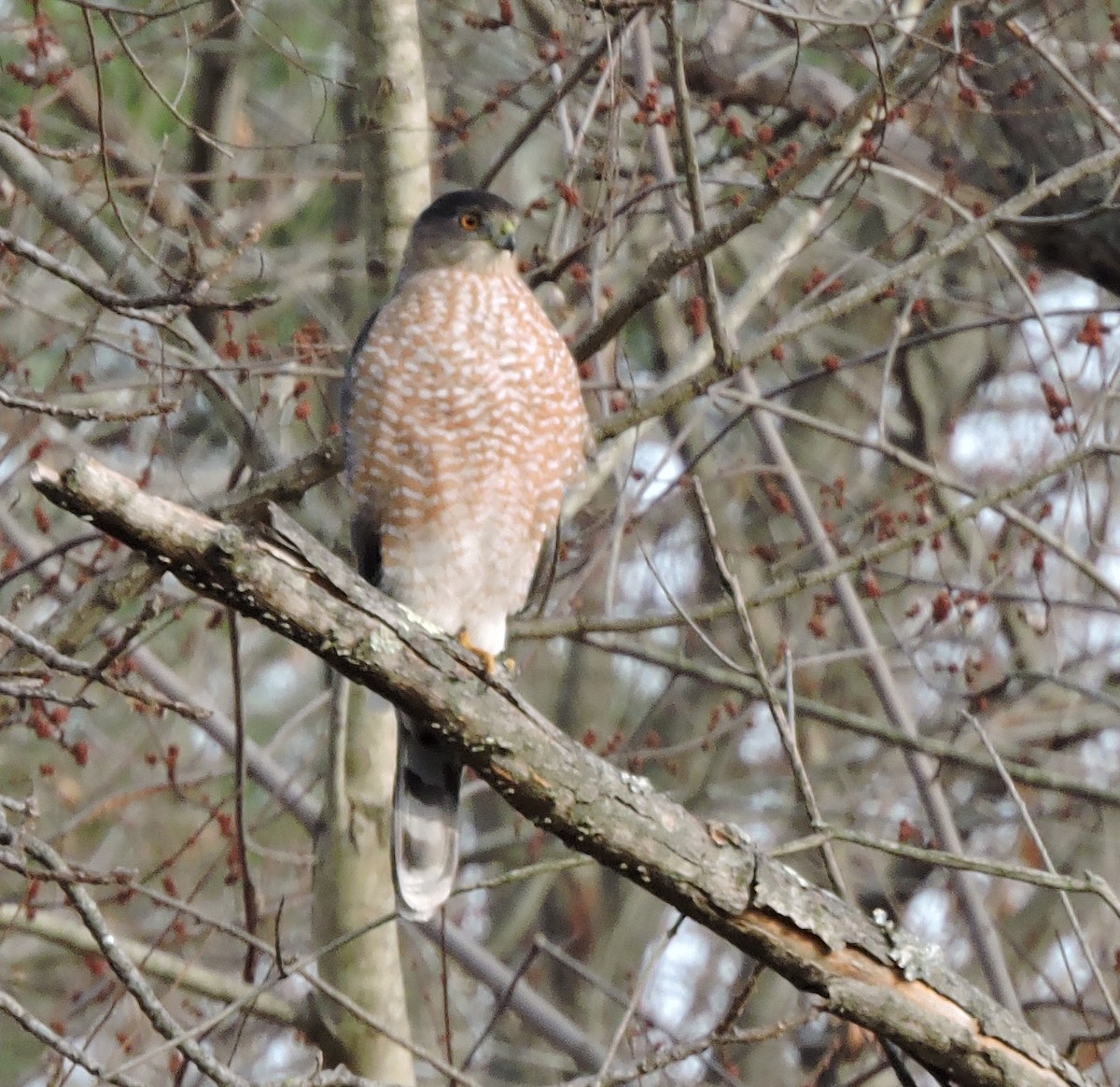 Cooper's Hawk - ML508594391