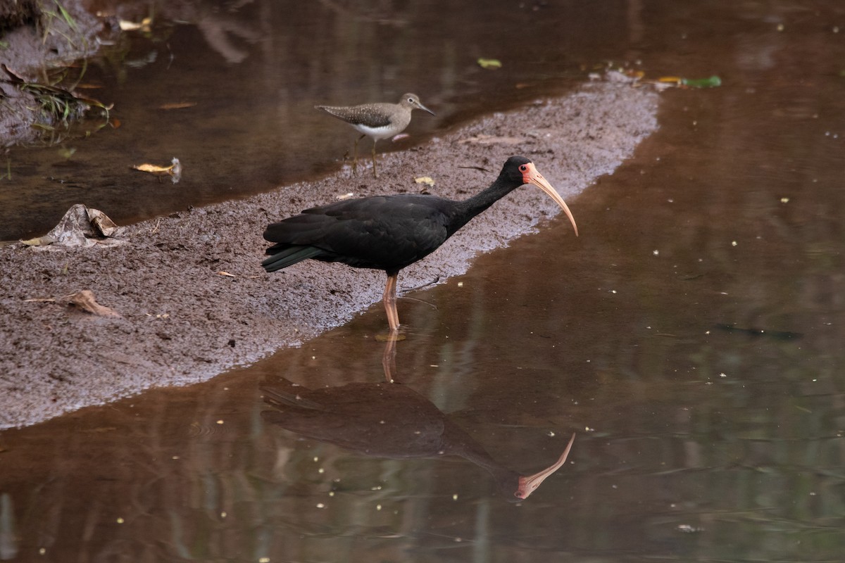 Ibis à face nue - ML508594521