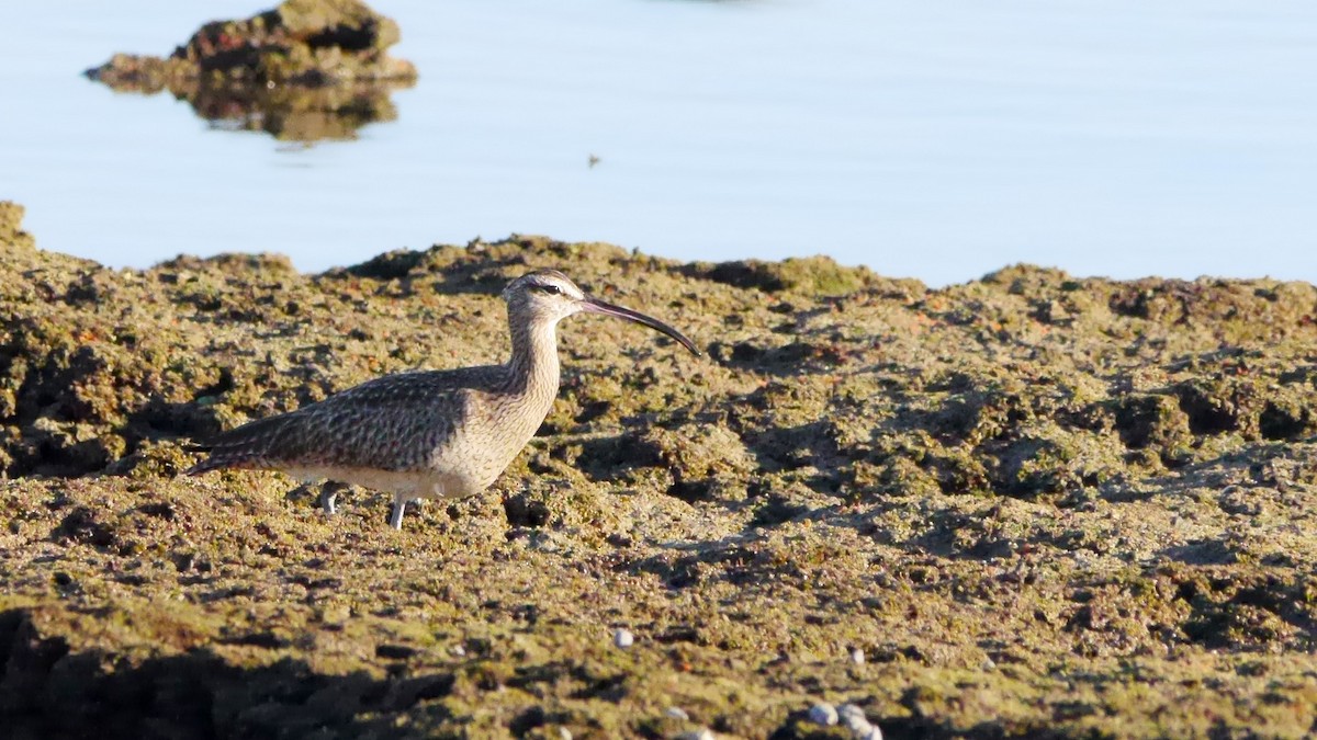 Whimbrel - ML508594861