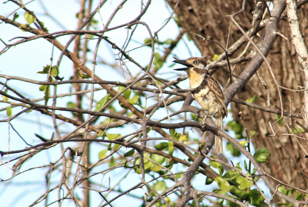 Russet-throated/Two-banded Puffbird - Julio César Loyo