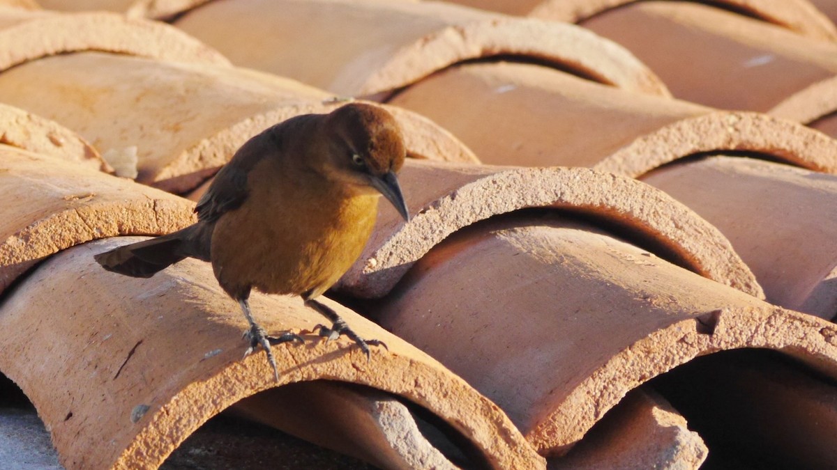 Great-tailed Grackle - Jeff Pulford