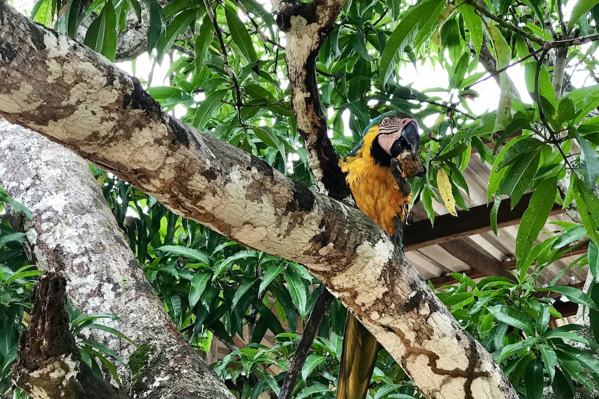 Blue-and-yellow Macaw - Winston Liu