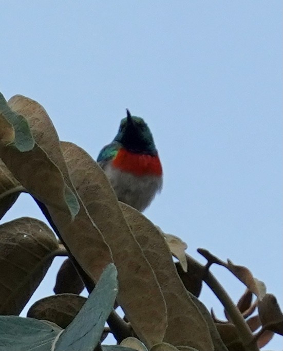 Eastern Miombo Sunbird - ML508596601