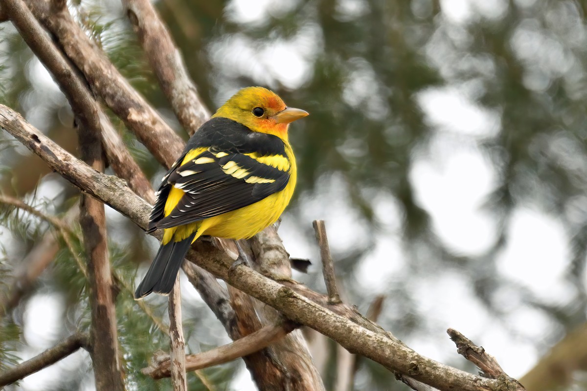 Western Tanager - ML508597861