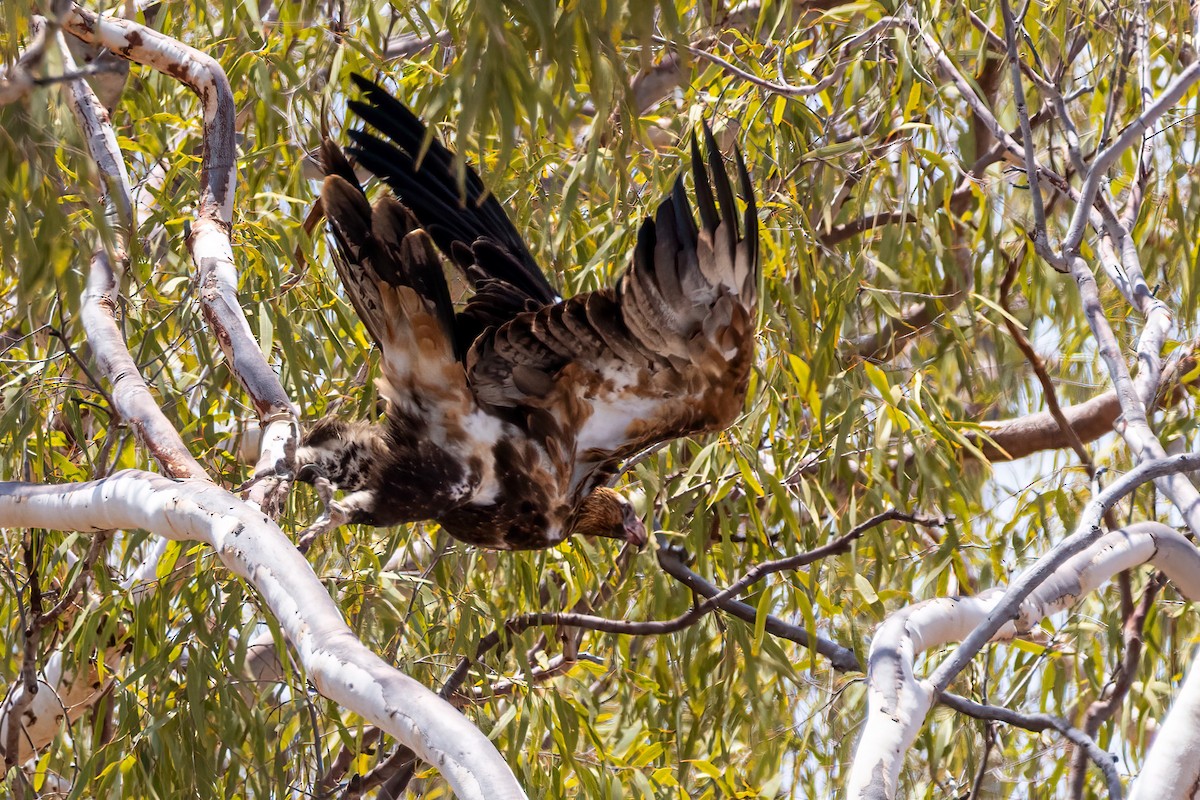 Wedge-tailed Eagle - Martine Stolk