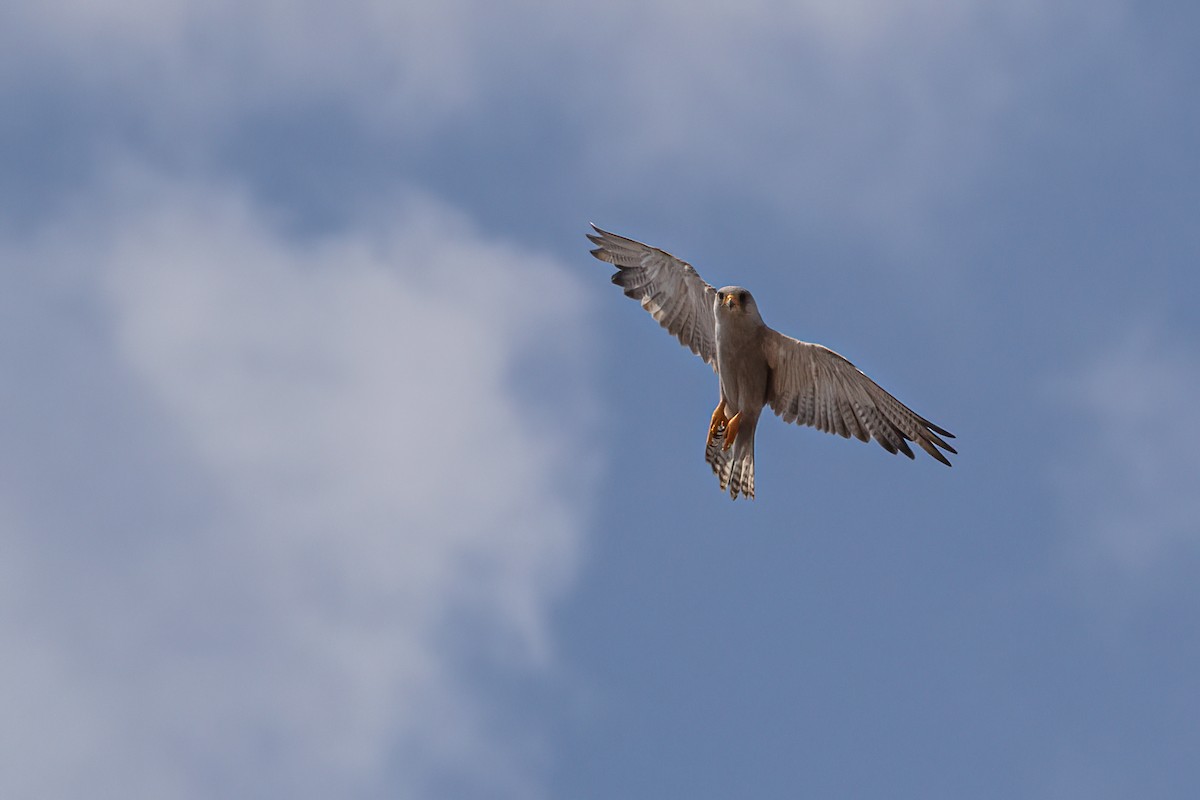 Gray Falcon - ML508599021