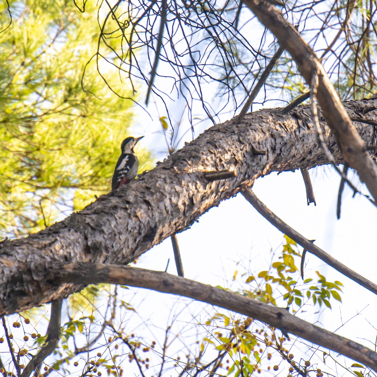 カオジロアカゲラ - ML508599771